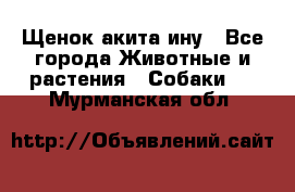 Щенок акита ину - Все города Животные и растения » Собаки   . Мурманская обл.